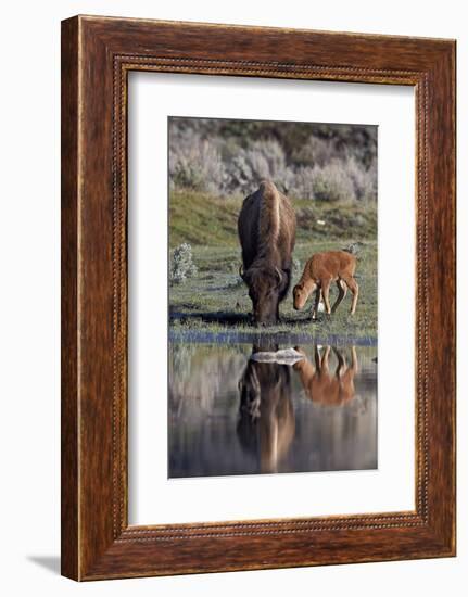 Bison (Bison Bison) Cow and Calf-James Hager-Framed Photographic Print