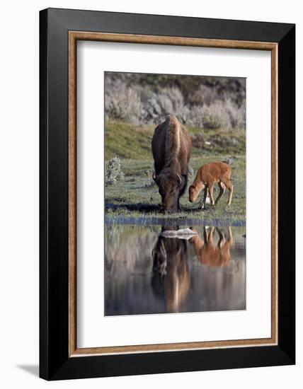 Bison (Bison Bison) Cow and Calf-James Hager-Framed Photographic Print