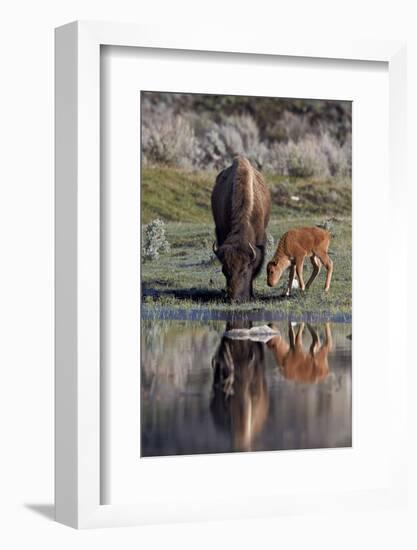 Bison (Bison Bison) Cow and Calf-James Hager-Framed Photographic Print