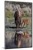 Bison (Bison Bison) Cow and Calf-James Hager-Mounted Photographic Print