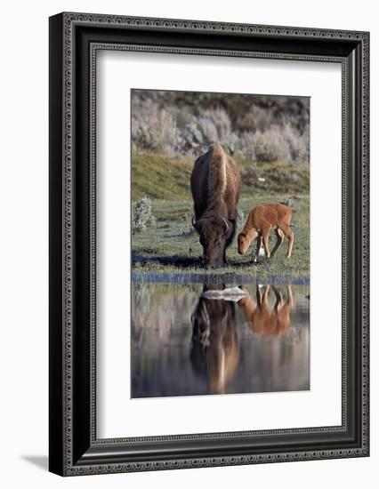 Bison (Bison Bison) Cow and Calf-James Hager-Framed Photographic Print