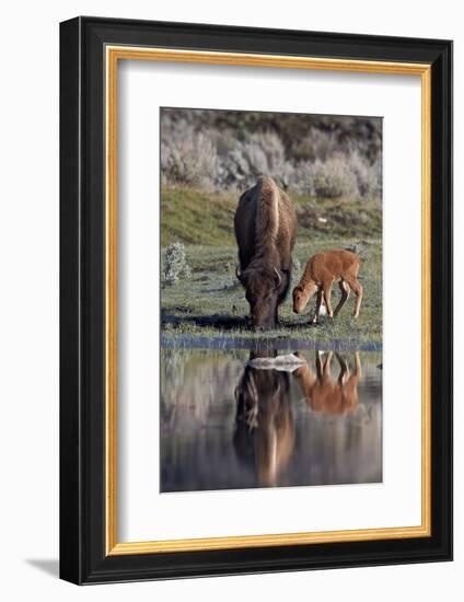 Bison (Bison Bison) Cow and Calf-James Hager-Framed Photographic Print