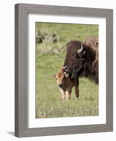 Bison (Bison Bison) Cow Cleaning Her Calf, Yellowstone National Park, Wyoming, USA, North America-James Hager-Framed Photographic Print