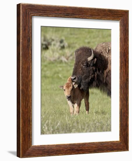 Bison (Bison Bison) Cow Cleaning Her Calf, Yellowstone National Park, Wyoming, USA, North America-James Hager-Framed Photographic Print