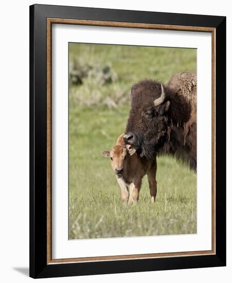 Bison (Bison Bison) Cow Cleaning Her Calf, Yellowstone National Park, Wyoming, USA, North America-James Hager-Framed Photographic Print