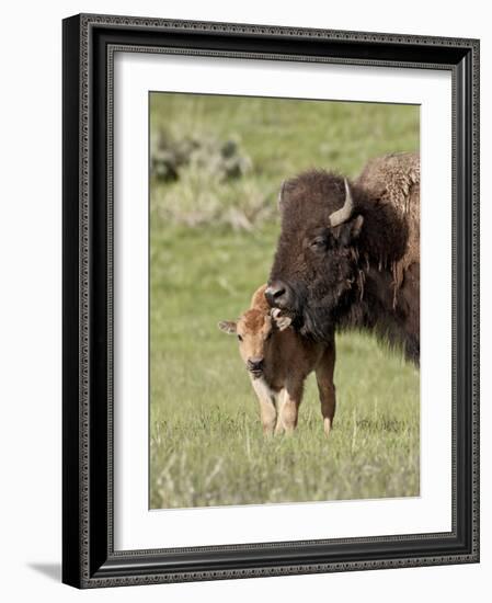 Bison (Bison Bison) Cow Cleaning Her Calf, Yellowstone National Park, Wyoming, USA, North America-James Hager-Framed Photographic Print