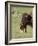 Bison (Bison Bison) Cow Cleaning Her Calf, Yellowstone National Park, Wyoming, USA, North America-James Hager-Framed Photographic Print