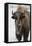 Bison (Bison Bison) Cow in the Winter-James Hager-Framed Premier Image Canvas