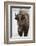 Bison (Bison Bison) Cow in the Winter-James Hager-Framed Photographic Print