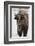 Bison (Bison Bison) Cow in the Winter-James Hager-Framed Photographic Print