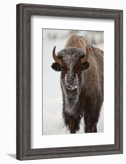 Bison (Bison Bison) Cow in the Winter-James Hager-Framed Photographic Print