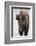 Bison (Bison Bison) Cow in the Winter-James Hager-Framed Photographic Print