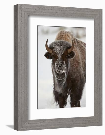 Bison (Bison Bison) Cow in the Winter-James Hager-Framed Photographic Print