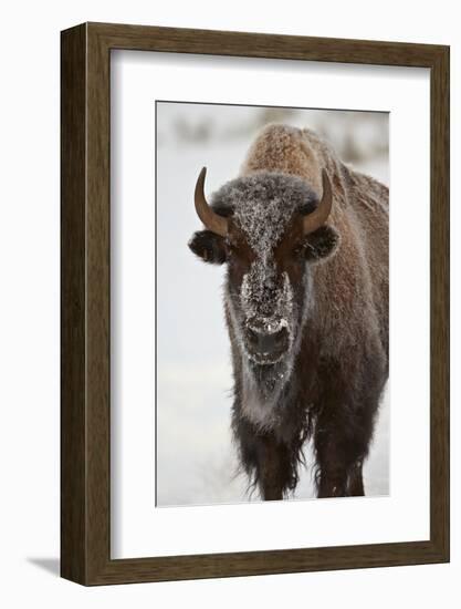 Bison (Bison Bison) Cow in the Winter-James Hager-Framed Photographic Print