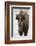 Bison (Bison Bison) Cow in the Winter-James Hager-Framed Photographic Print