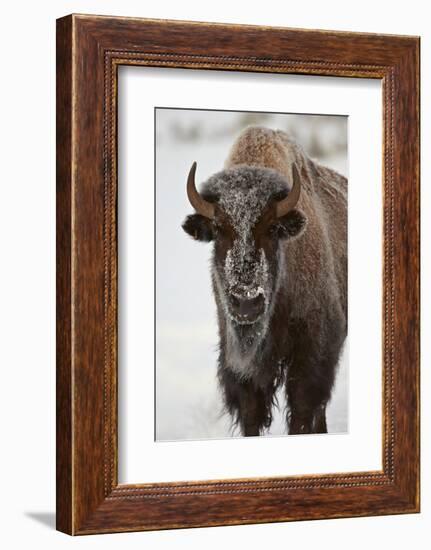 Bison (Bison Bison) Cow in the Winter-James Hager-Framed Photographic Print