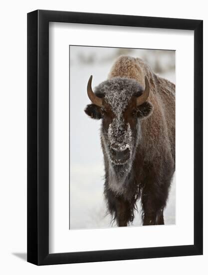 Bison (Bison Bison) Cow in the Winter-James Hager-Framed Photographic Print