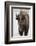 Bison (Bison Bison) Cow in the Winter-James Hager-Framed Photographic Print