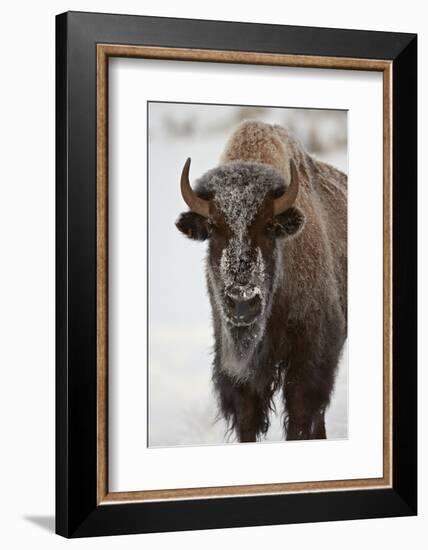 Bison (Bison Bison) Cow in the Winter-James Hager-Framed Photographic Print