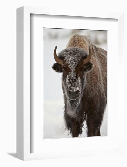 Bison (Bison Bison) Cow in the Winter-James Hager-Framed Photographic Print