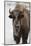 Bison (Bison Bison) Cow in the Winter-James Hager-Mounted Photographic Print