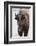 Bison (Bison Bison) Cow in the Winter-James Hager-Framed Photographic Print