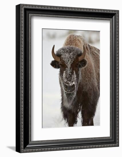 Bison (Bison Bison) Cow in the Winter-James Hager-Framed Photographic Print