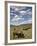 Bison (Bison Bison) Cows Grazing, Yellowstone Nat'l Park, UNESCO World Heritage Site, Wyoming, USA-James Hager-Framed Photographic Print