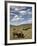 Bison (Bison Bison) Cows Grazing, Yellowstone Nat'l Park, UNESCO World Heritage Site, Wyoming, USA-James Hager-Framed Photographic Print