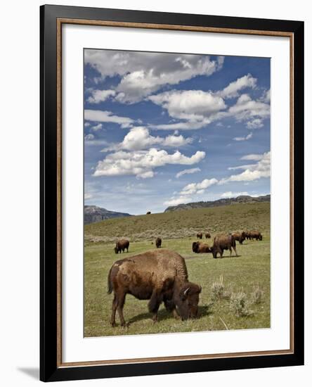 Bison (Bison Bison) Cows Grazing, Yellowstone Nat'l Park, UNESCO World Heritage Site, Wyoming, USA-James Hager-Framed Photographic Print