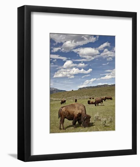 Bison (Bison Bison) Cows Grazing, Yellowstone Nat'l Park, UNESCO World Heritage Site, Wyoming, USA-James Hager-Framed Photographic Print