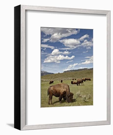 Bison (Bison Bison) Cows Grazing, Yellowstone Nat'l Park, UNESCO World Heritage Site, Wyoming, USA-James Hager-Framed Photographic Print