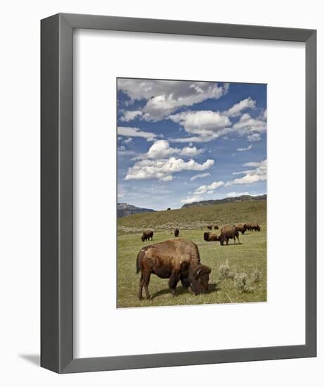 Bison (Bison Bison) Cows Grazing, Yellowstone Nat'l Park, UNESCO World Heritage Site, Wyoming, USA-James Hager-Framed Photographic Print