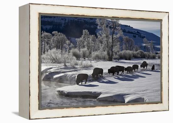 Bison (Bison Bison) Cows in the Snow with Frost-Covered Trees in the Winter-James Hager-Framed Premier Image Canvas