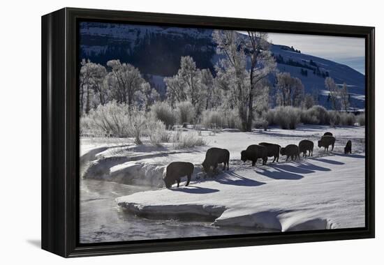 Bison (Bison Bison) Cows in the Snow with Frost-Covered Trees in the Winter-James Hager-Framed Premier Image Canvas