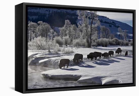 Bison (Bison Bison) Cows in the Snow with Frost-Covered Trees in the Winter-James Hager-Framed Premier Image Canvas