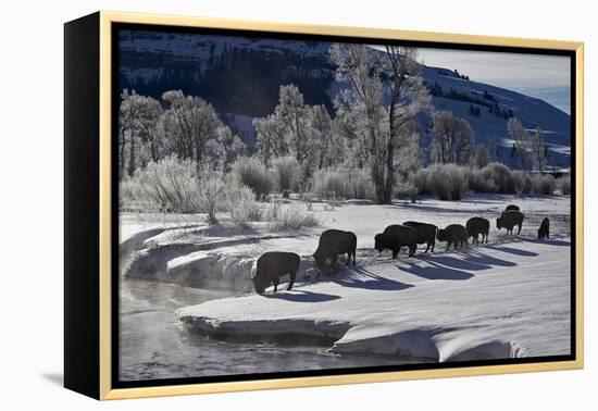 Bison (Bison Bison) Cows in the Snow with Frost-Covered Trees in the Winter-James Hager-Framed Premier Image Canvas