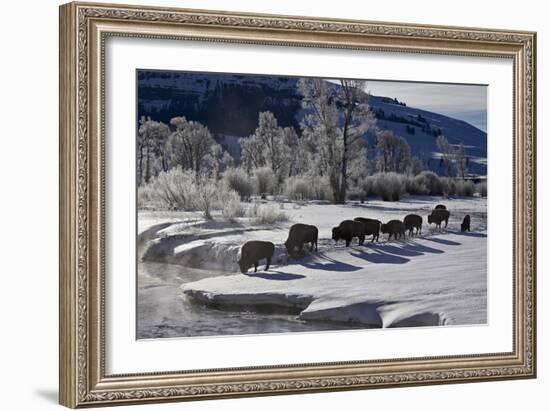 Bison (Bison Bison) Cows in the Snow with Frost-Covered Trees in the Winter-James Hager-Framed Photographic Print