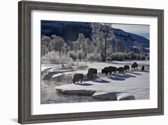 Bison (Bison Bison) Cows in the Snow with Frost-Covered Trees in the Winter-James Hager-Framed Photographic Print