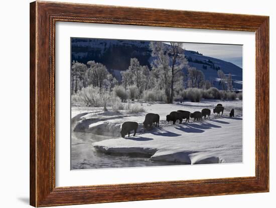 Bison (Bison Bison) Cows in the Snow with Frost-Covered Trees in the Winter-James Hager-Framed Photographic Print