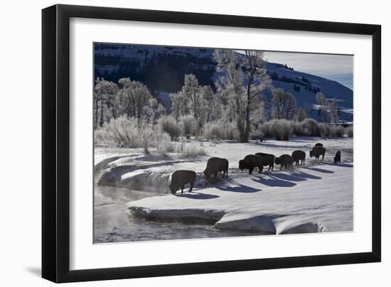 Bison (Bison Bison) Cows in the Snow with Frost-Covered Trees in the Winter-James Hager-Framed Photographic Print