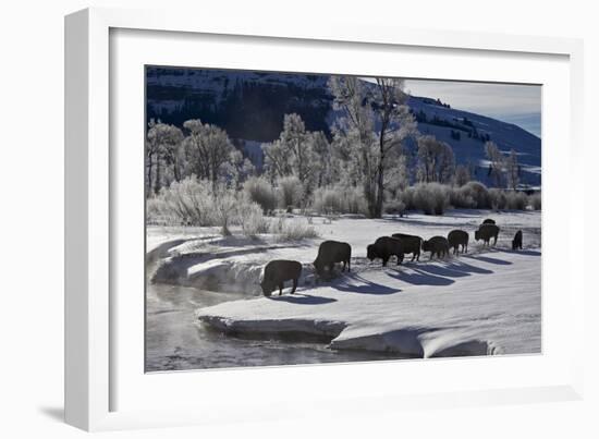 Bison (Bison Bison) Cows in the Snow with Frost-Covered Trees in the Winter-James Hager-Framed Photographic Print