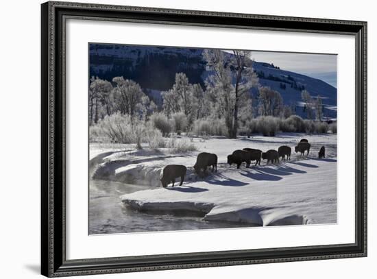 Bison (Bison Bison) Cows in the Snow with Frost-Covered Trees in the Winter-James Hager-Framed Photographic Print