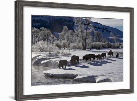 Bison (Bison Bison) Cows in the Snow with Frost-Covered Trees in the Winter-James Hager-Framed Photographic Print