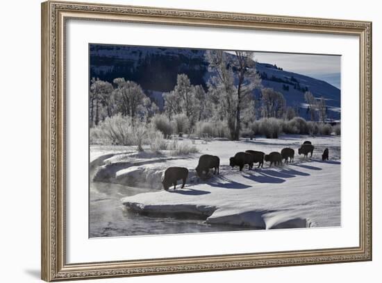 Bison (Bison Bison) Cows in the Snow with Frost-Covered Trees in the Winter-James Hager-Framed Photographic Print