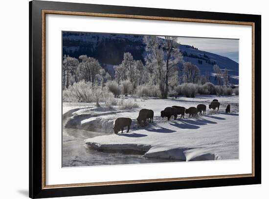 Bison (Bison Bison) Cows in the Snow with Frost-Covered Trees in the Winter-James Hager-Framed Photographic Print