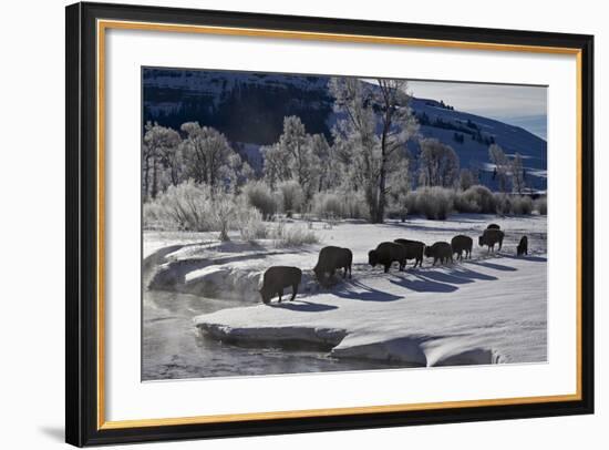 Bison (Bison Bison) Cows in the Snow with Frost-Covered Trees in the Winter-James Hager-Framed Photographic Print