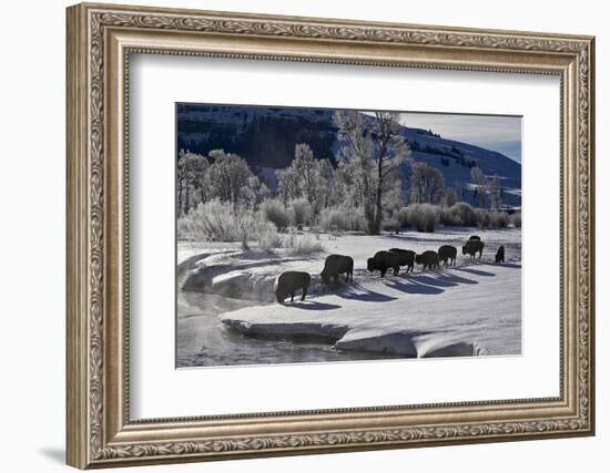 Bison (Bison Bison) Cows in the Snow with Frost-Covered Trees in the Winter-James Hager-Framed Photographic Print