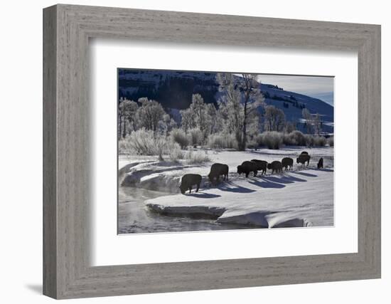 Bison (Bison Bison) Cows in the Snow with Frost-Covered Trees in the Winter-James Hager-Framed Photographic Print