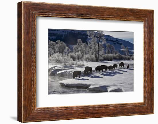 Bison (Bison Bison) Cows in the Snow with Frost-Covered Trees in the Winter-James Hager-Framed Photographic Print